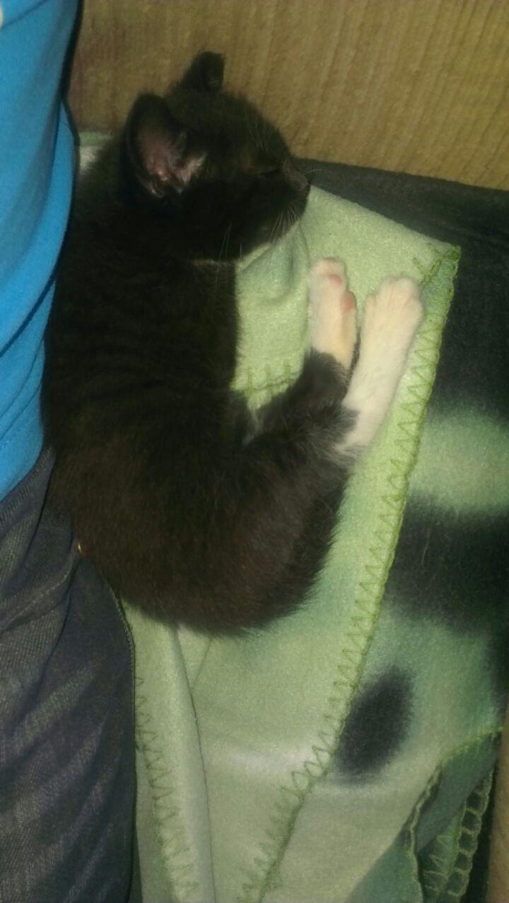 Blanding af racer Trold (R.I.P) .. ;'( billede 3