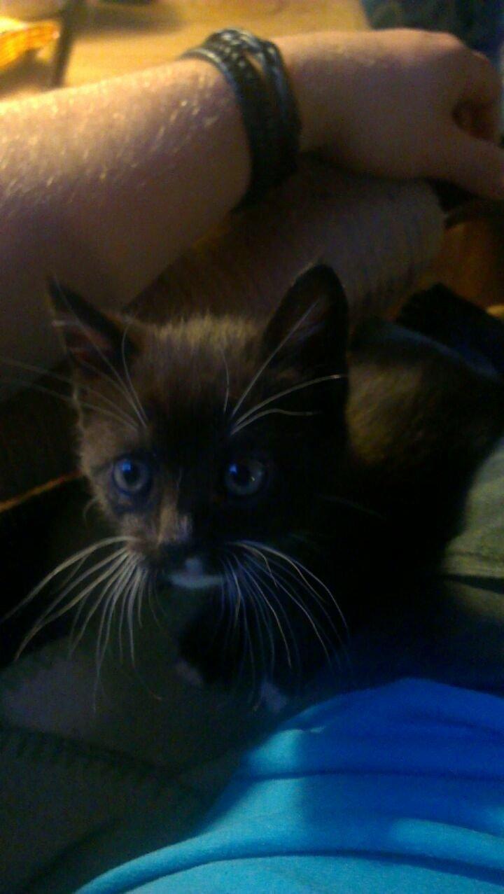 Blanding af racer Trold (R.I.P) .. ;'( billede 4