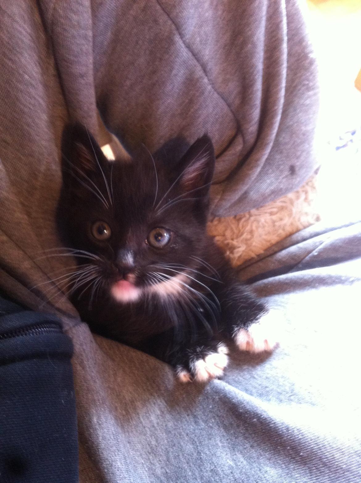 Blanding af racer Trold (R.I.P) .. ;'( billede 5