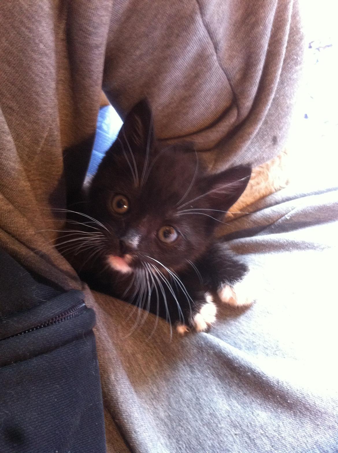 Blanding af racer Trold (R.I.P) .. ;'( billede 6