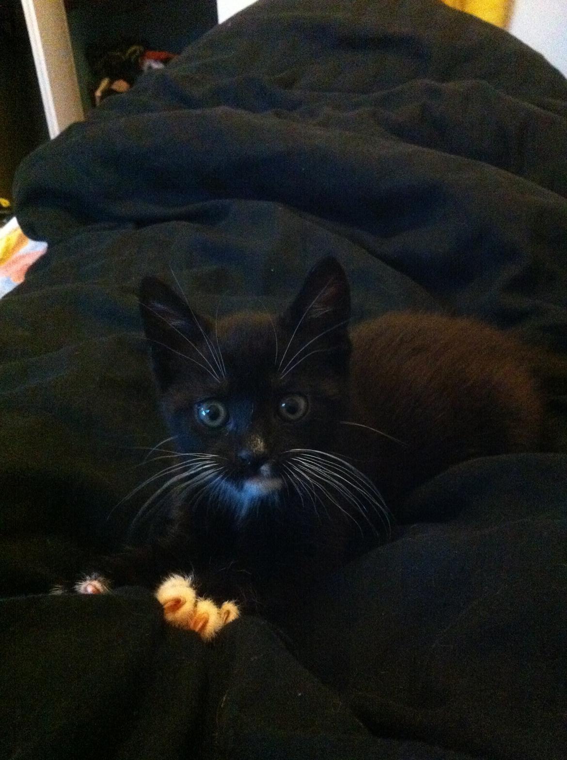 Blanding af racer Trold (R.I.P) .. ;'( billede 7