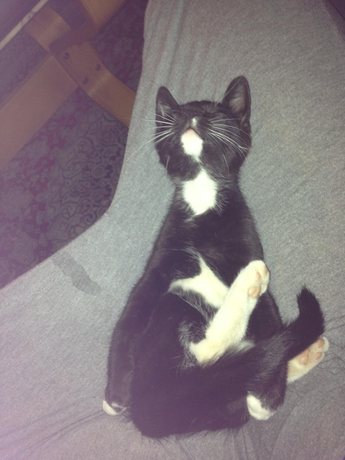 Blanding af racer Trold (R.I.P) .. ;'( billede 9