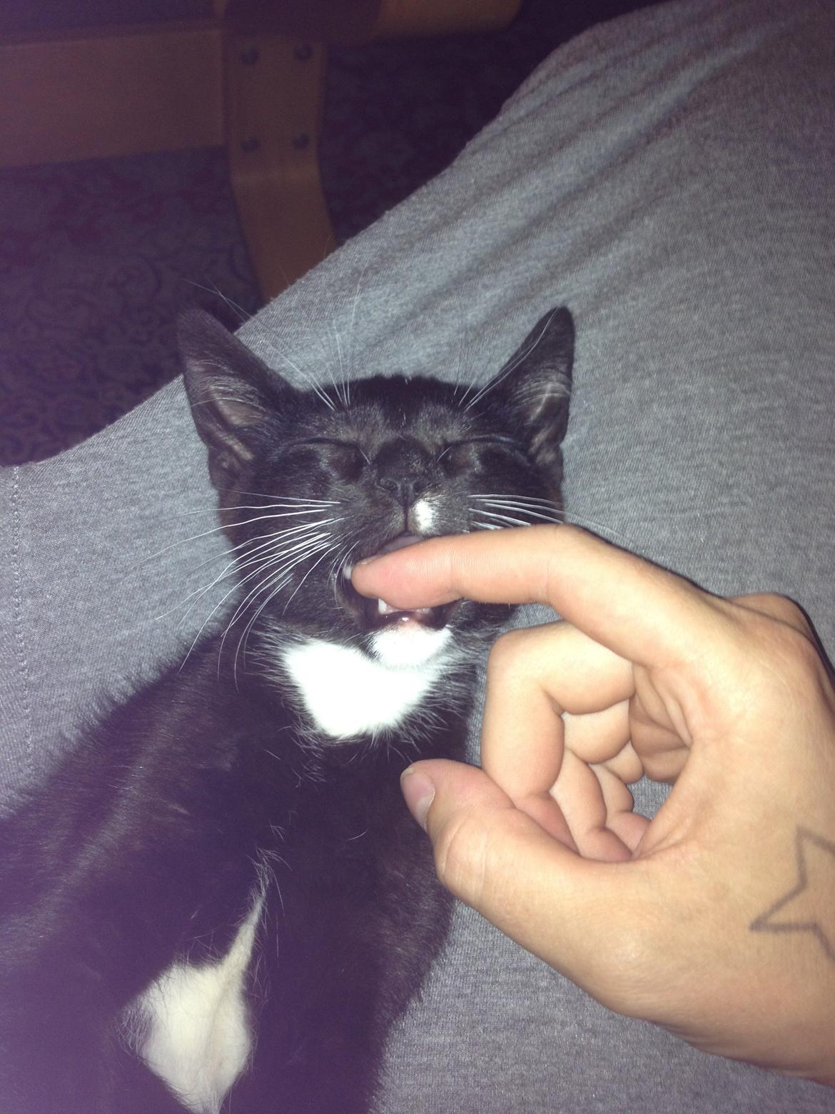 Blanding af racer Trold (R.I.P) .. ;'( billede 10