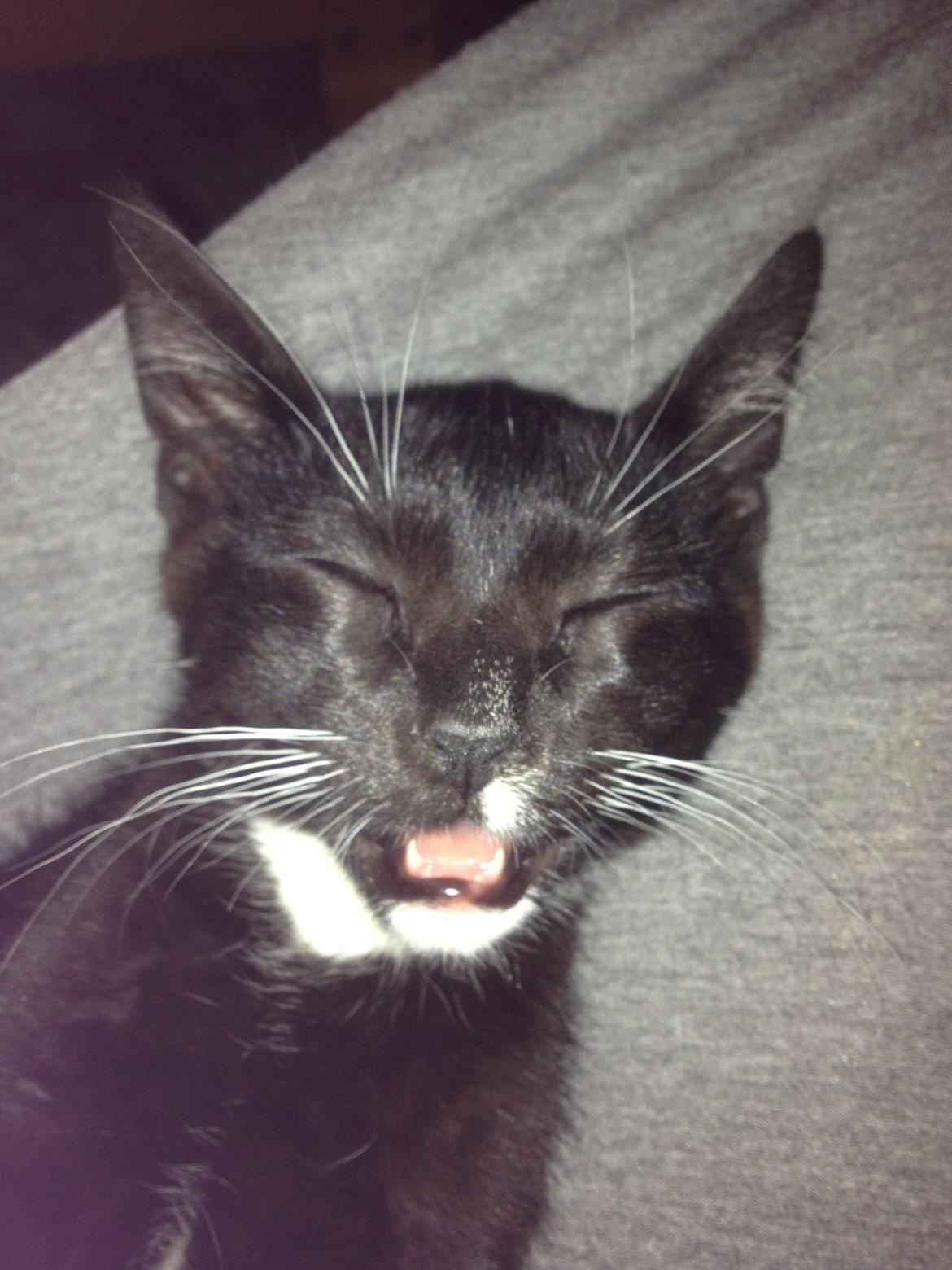 Blanding af racer Trold (R.I.P) .. ;'( billede 11