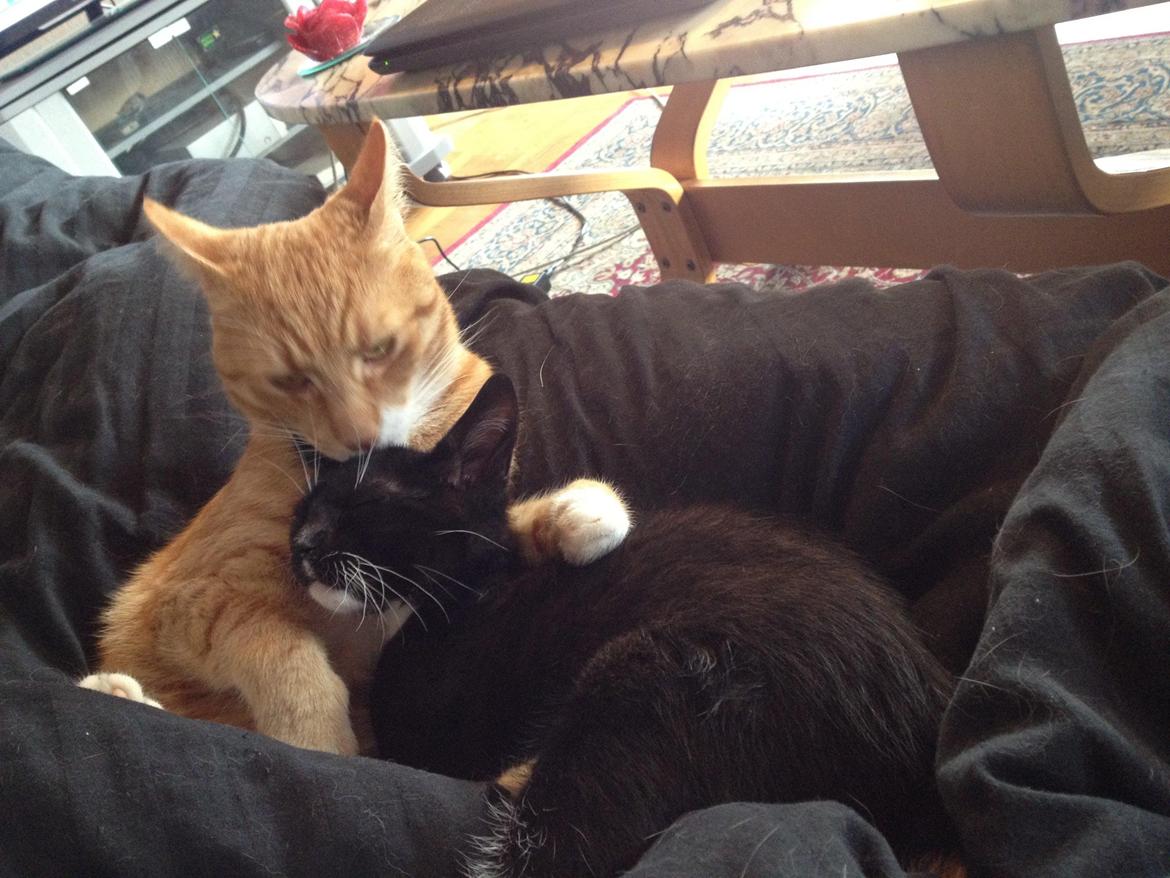 Blanding af racer Trold (R.I.P) .. ;'( billede 13