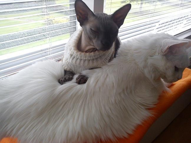 Sphynx Lukaz - "Århh Sazi, du er så blød at ligge på!" :D  billede 13