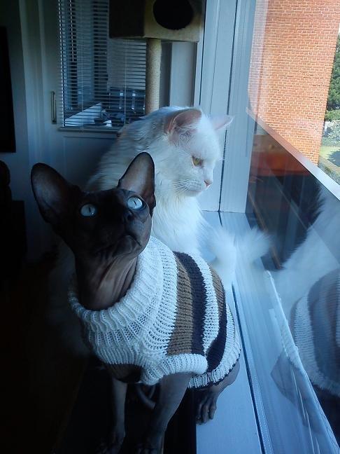 Sphynx Lukaz - <3 billede 15