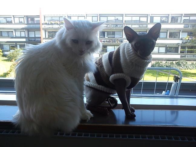 Maine Coon Sazi - Sazi og Lukas  billede 19