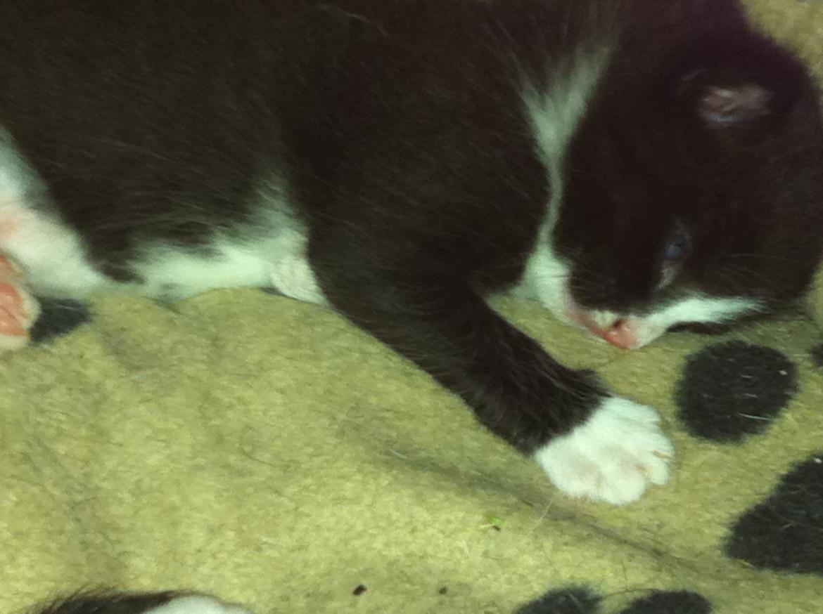 Huskat Sorteper billede 2
