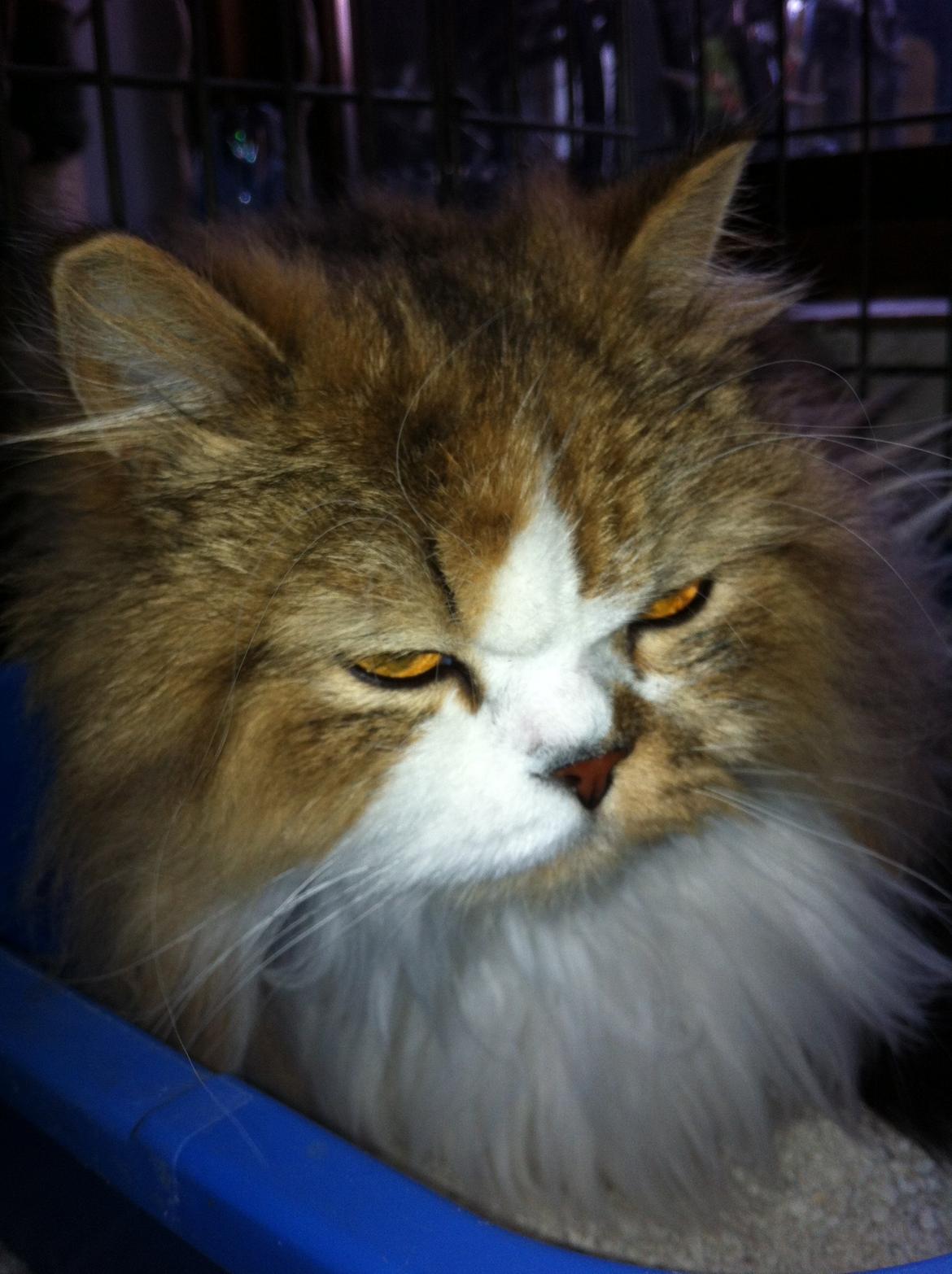 Selkirk Rex  Pjuske billede 2