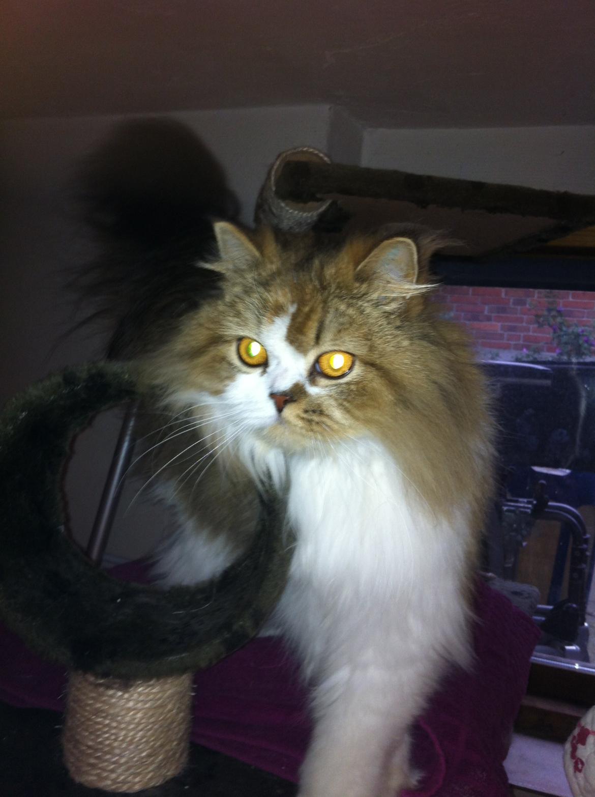 Selkirk Rex  Pjuske billede 3