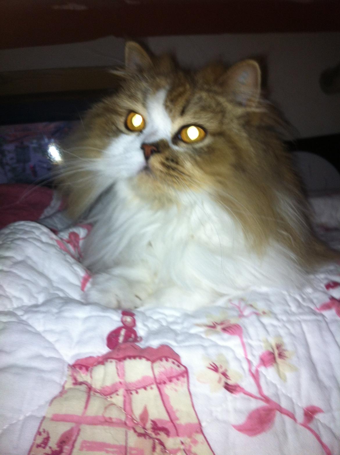 Selkirk Rex  Pjuske billede 4