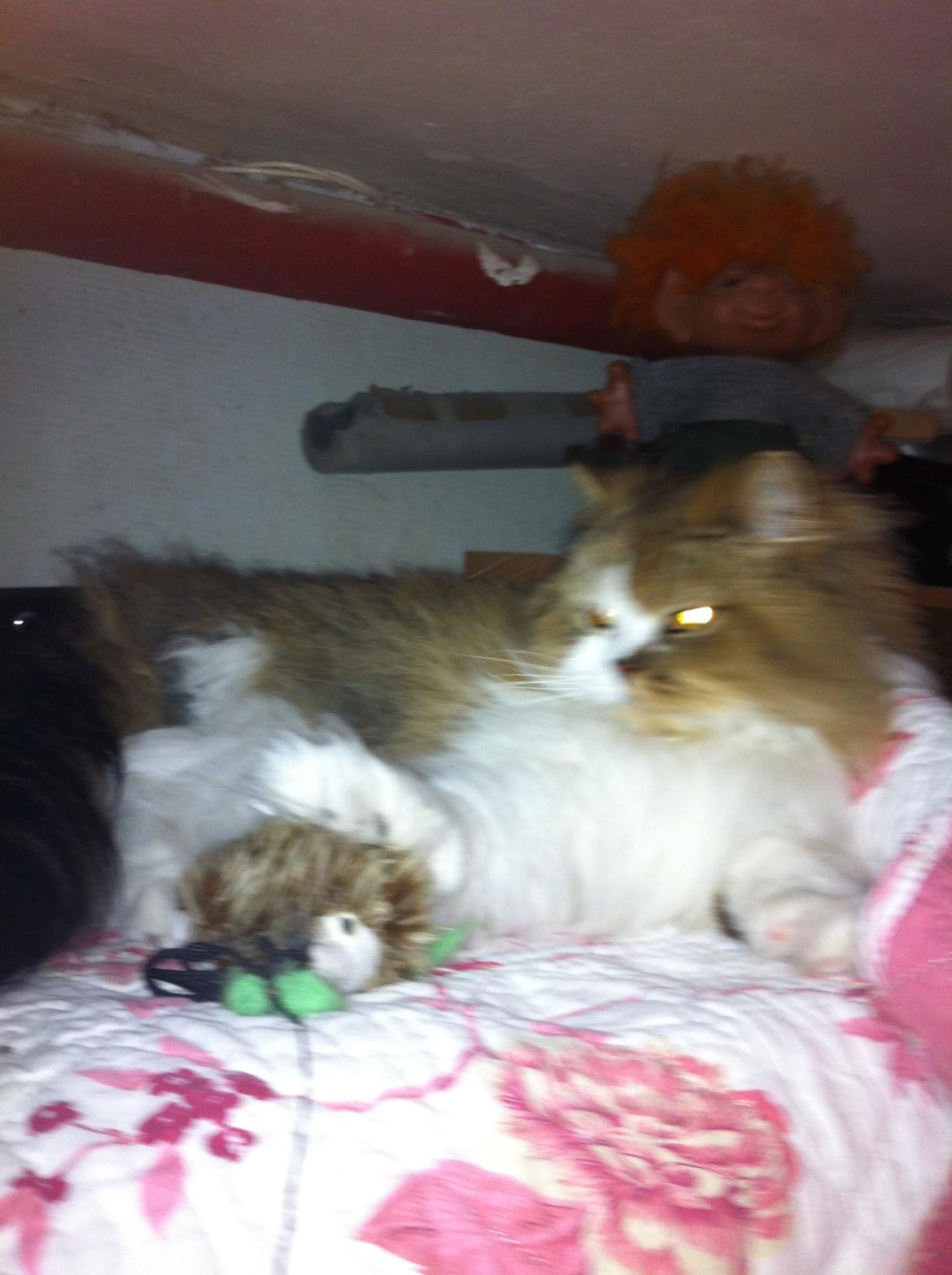 Selkirk Rex  Pjuske billede 5