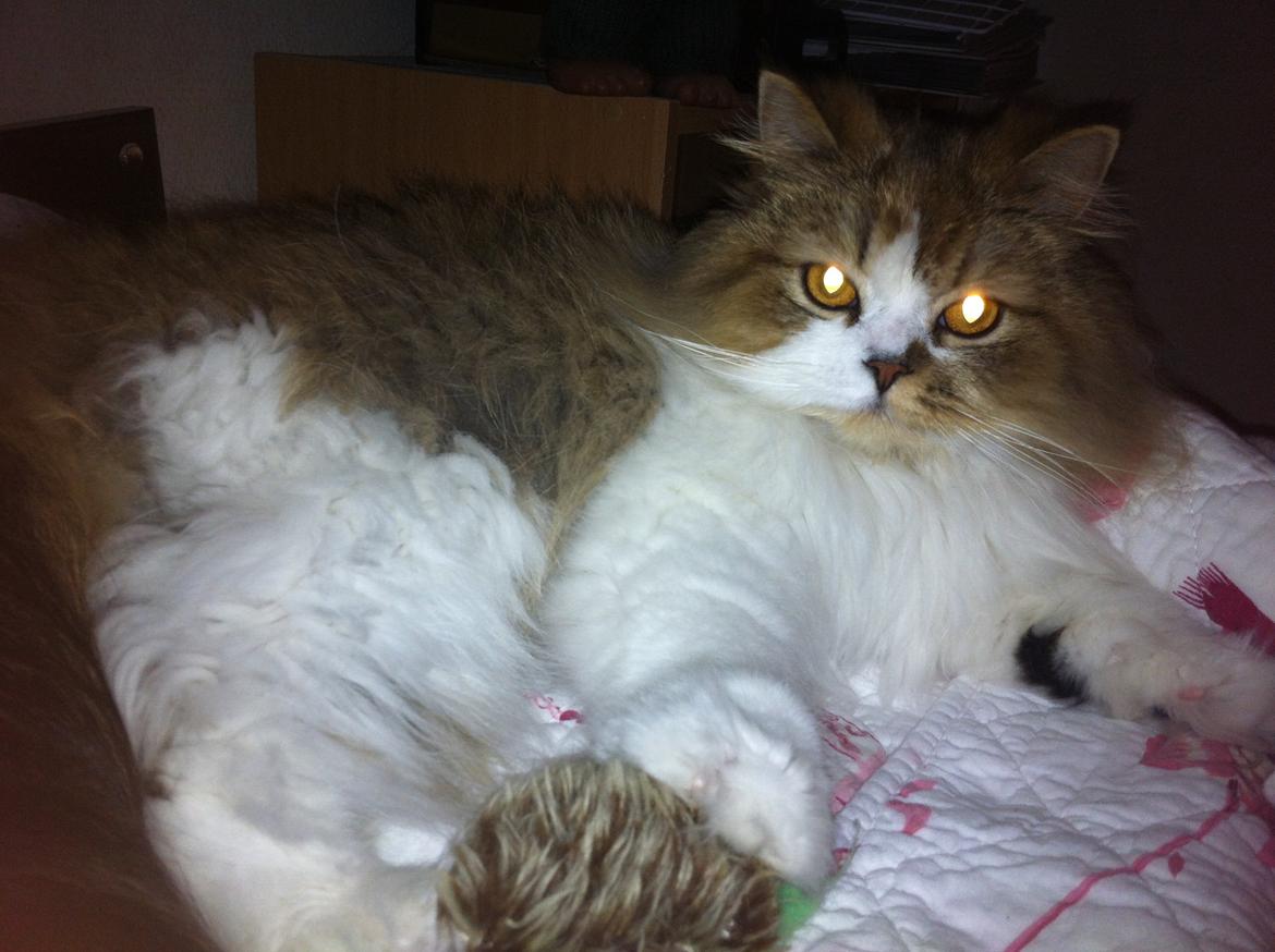 Selkirk Rex  Pjuske billede 6