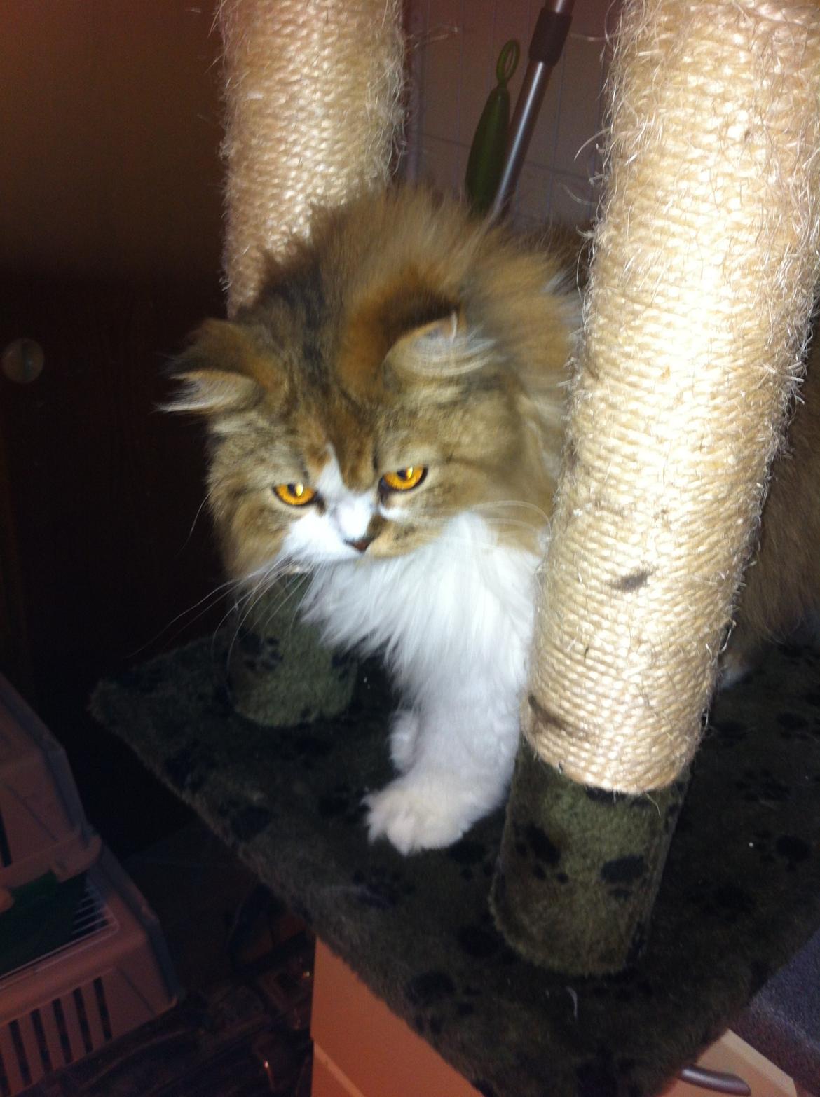 Selkirk Rex  Pjuske billede 7