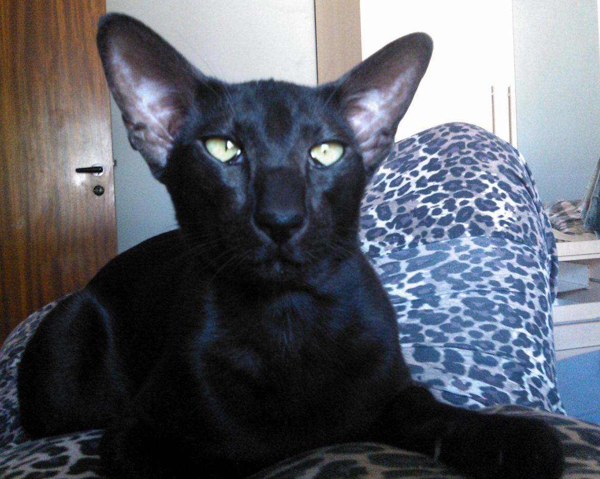 Orientaler Mercurys Black Shadow billede 1