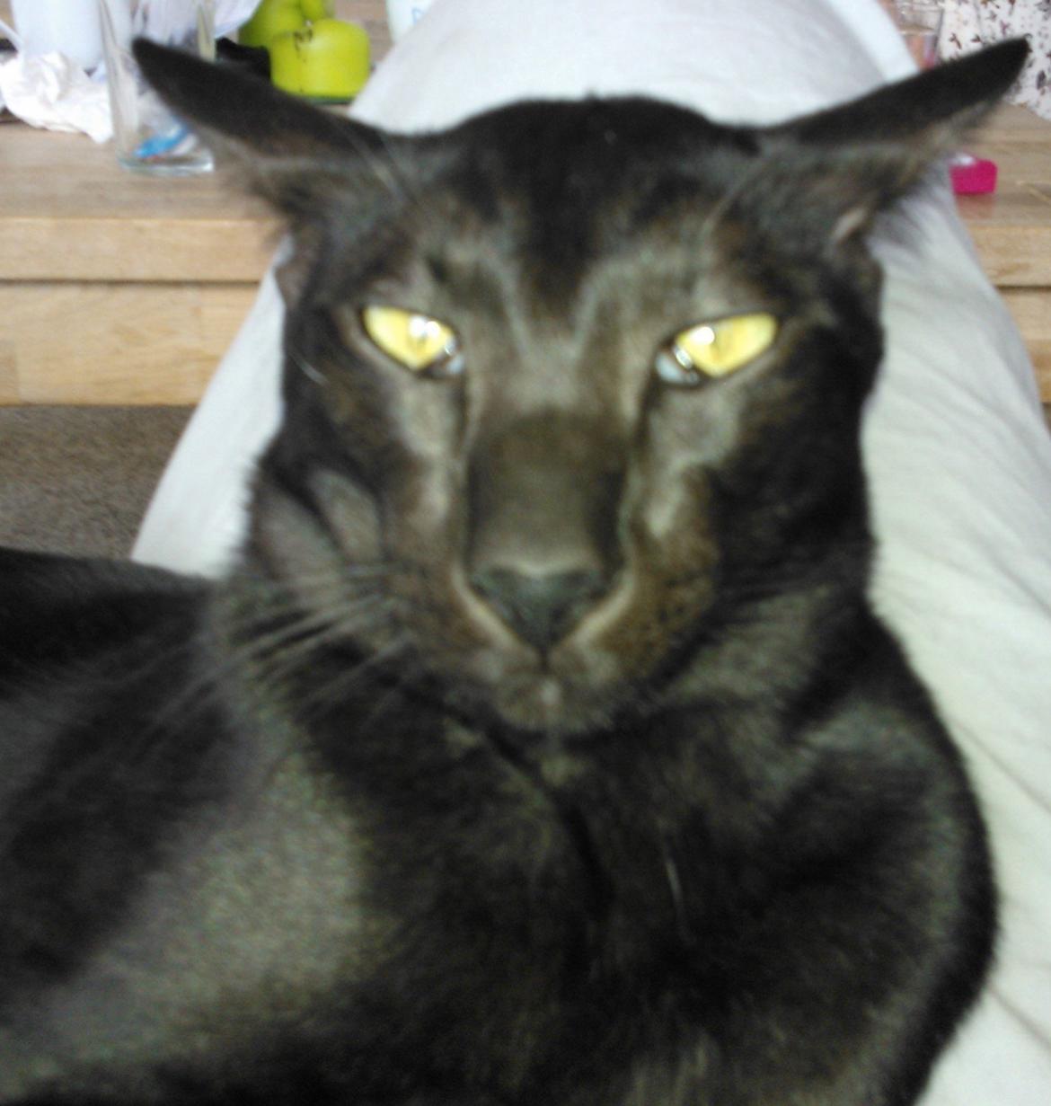 Orientaler Mercurys Black Shadow billede 2