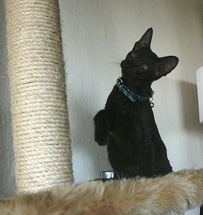 Orientaler Mercurys Black Shadow billede 3