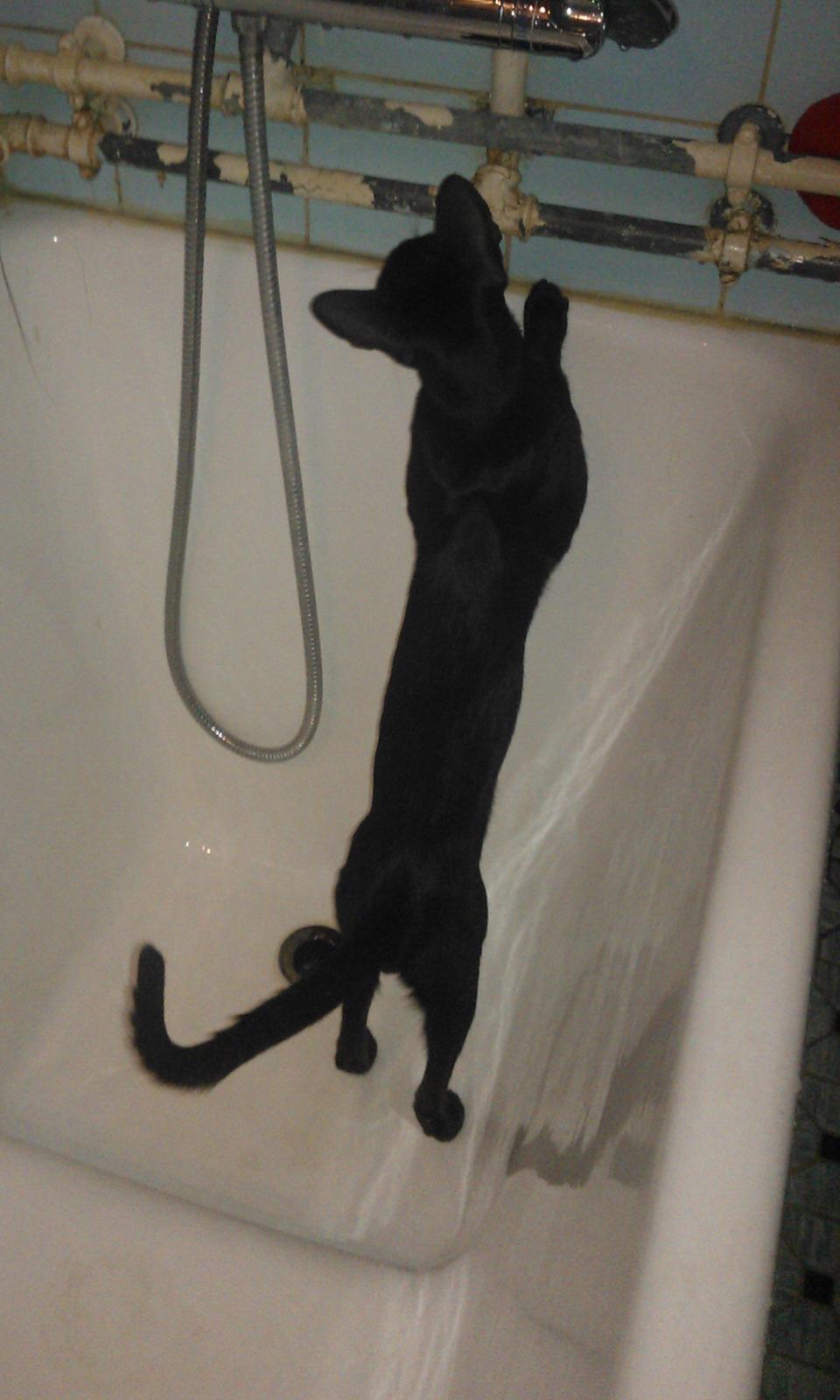 Orientaler Mercurys Black Shadow billede 4