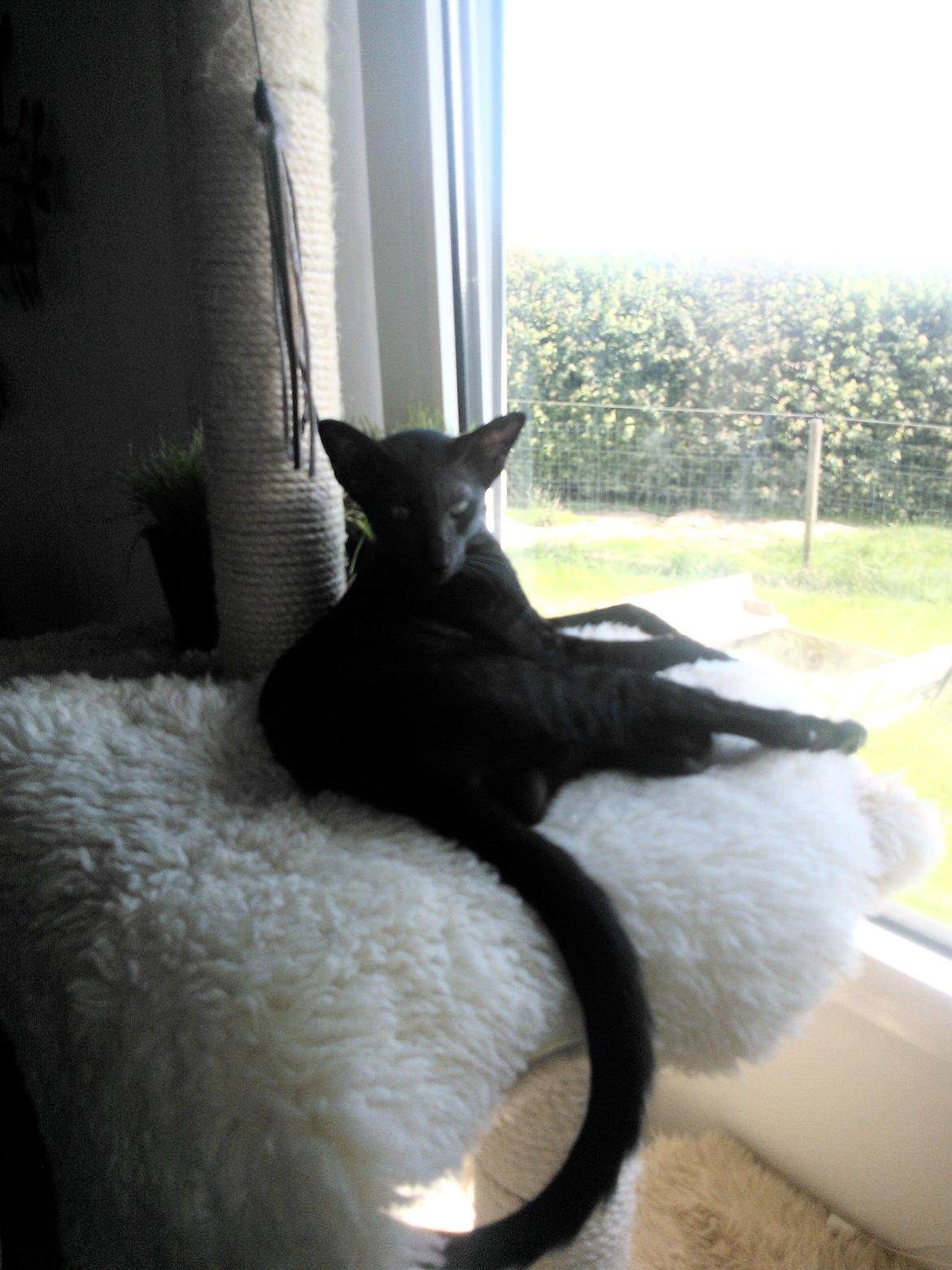 Orientaler Mercurys Black Shadow billede 5