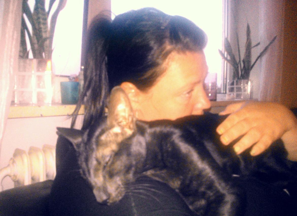 Orientaler Mercurys Black Shadow billede 6