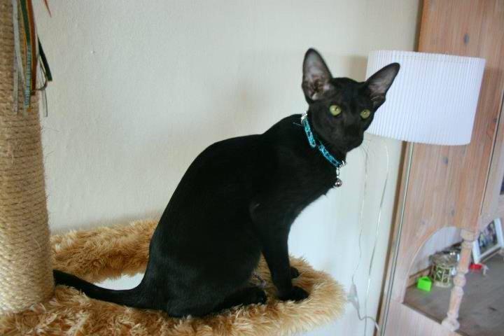 Orientaler Mercurys Black Shadow billede 7