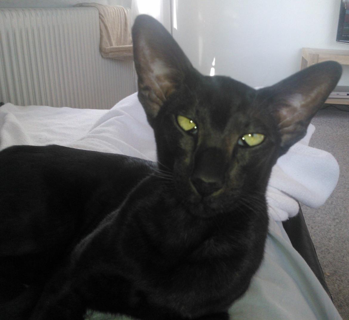 Orientaler Mercurys Black Shadow billede 8