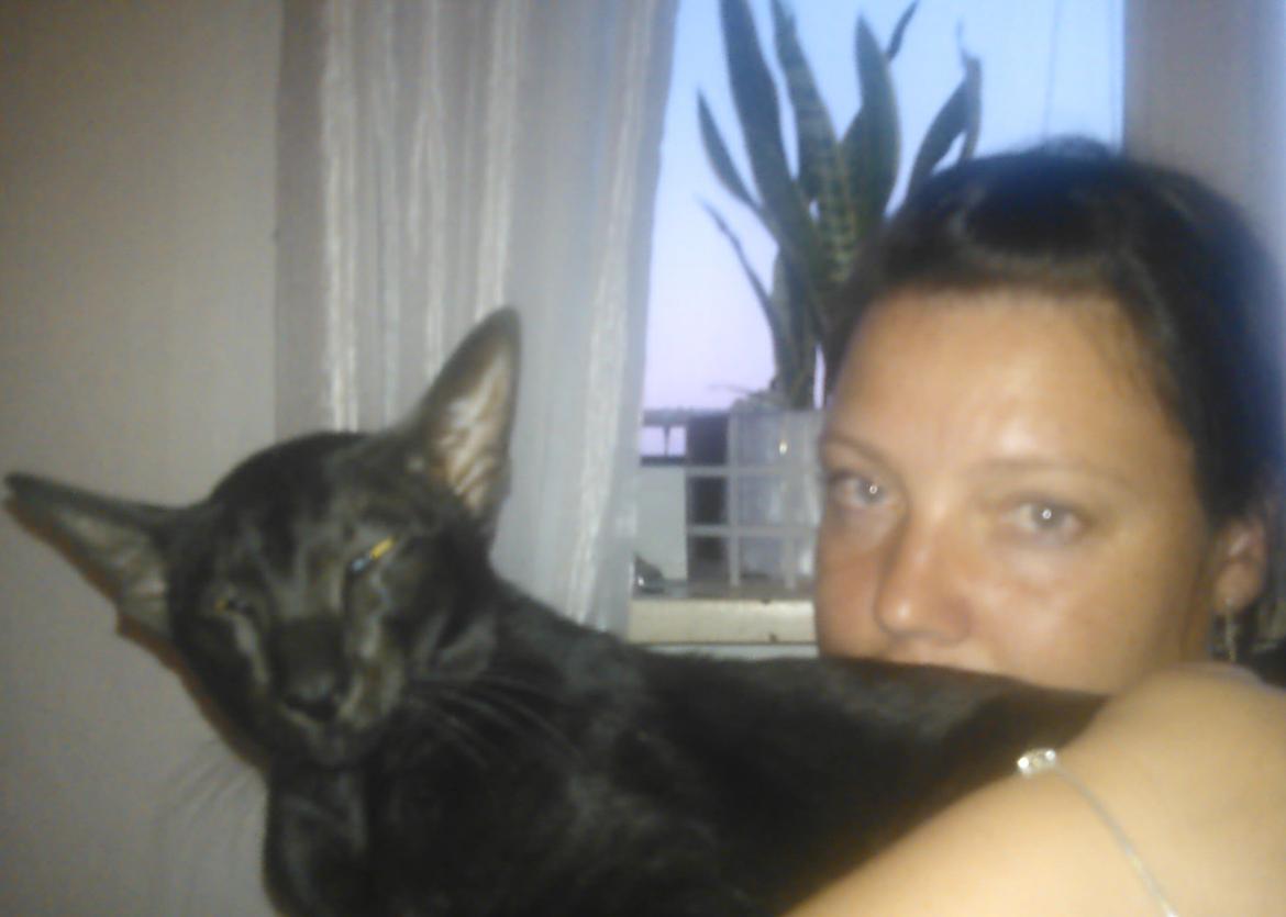 Orientaler Mercurys Black Shadow billede 9