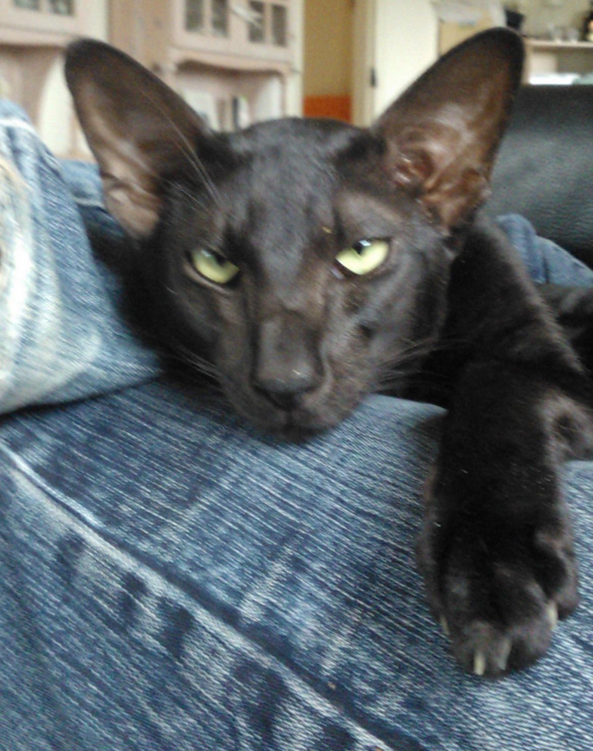 Orientaler Mercurys Black Shadow billede 10