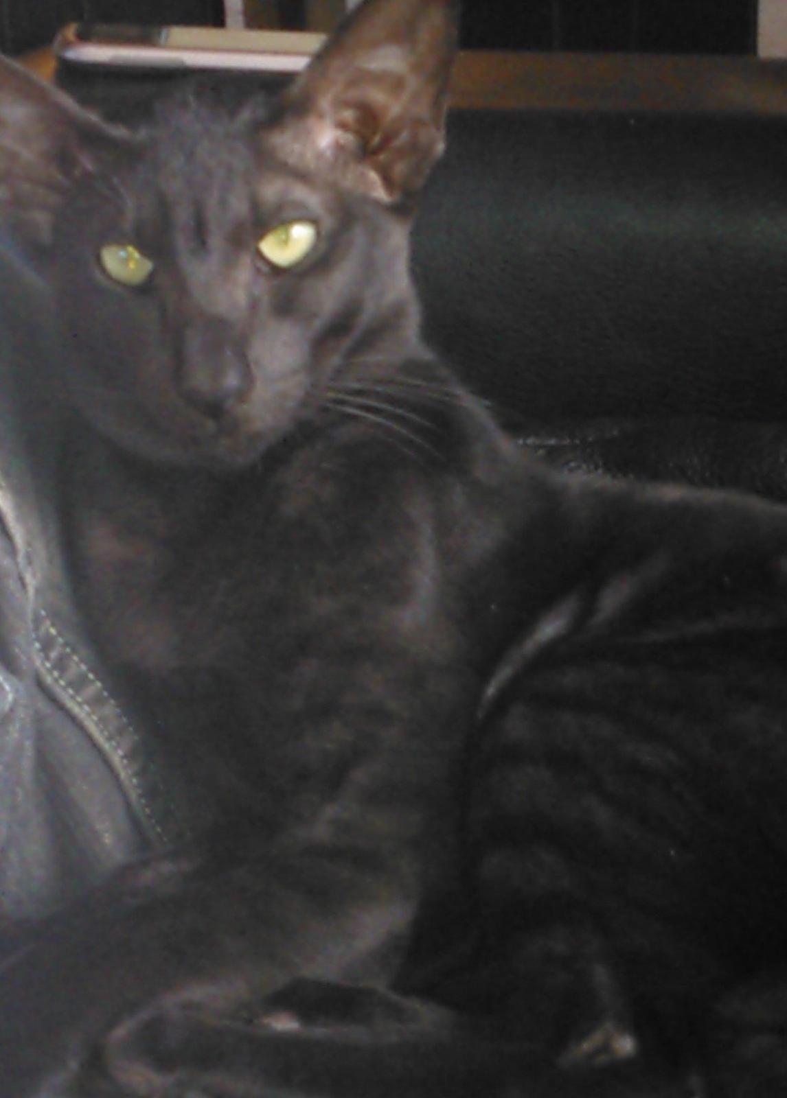 Orientaler Mercurys Black Shadow billede 11