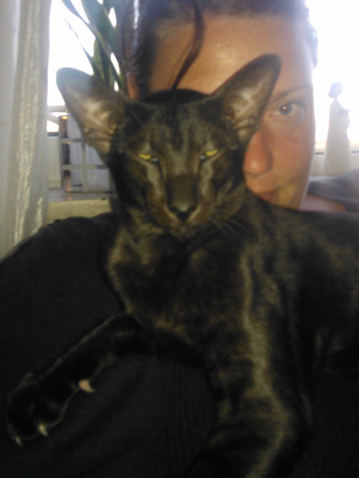 Orientaler Mercurys Black Shadow billede 12