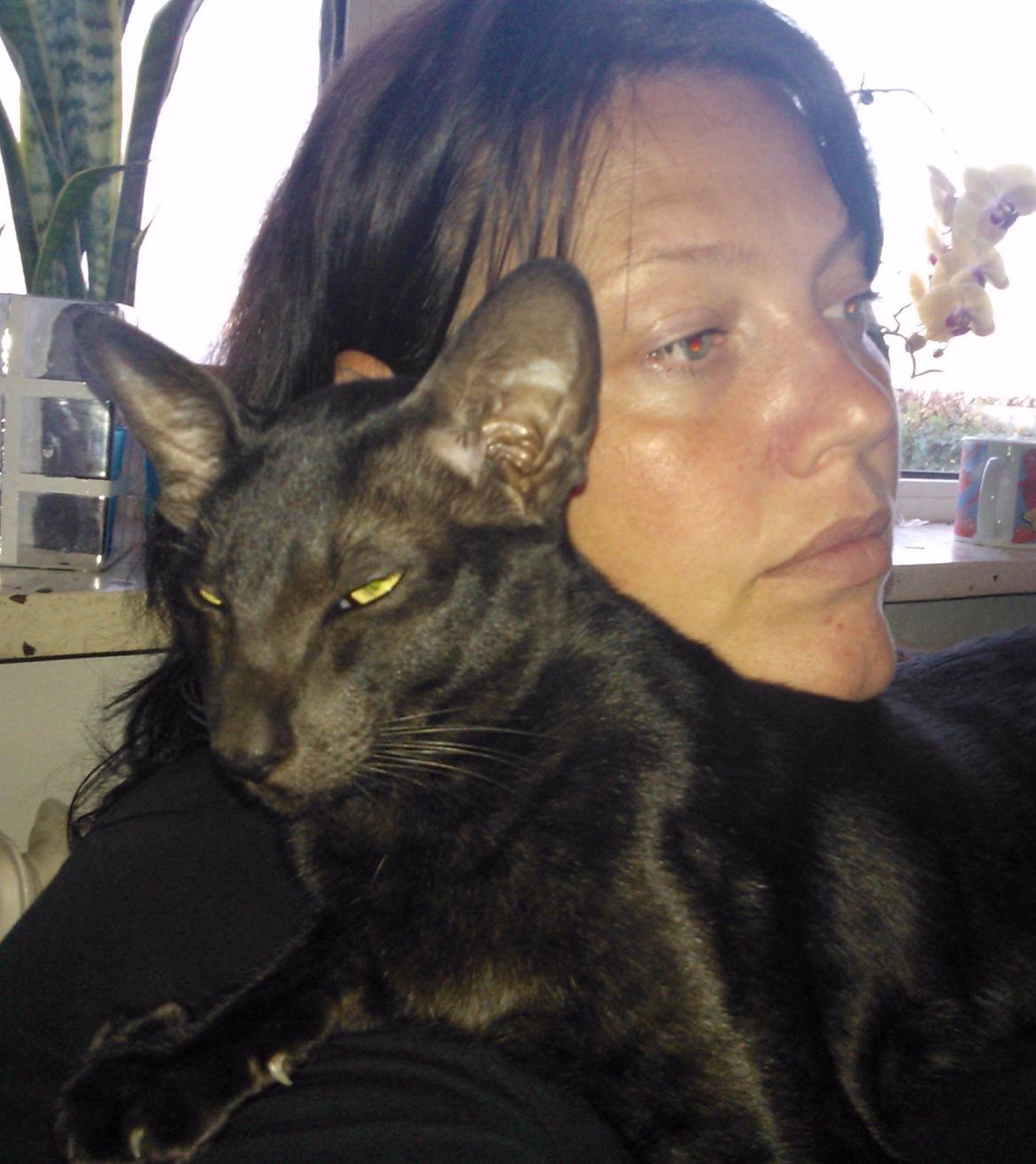 Orientaler Mercurys Black Shadow billede 13