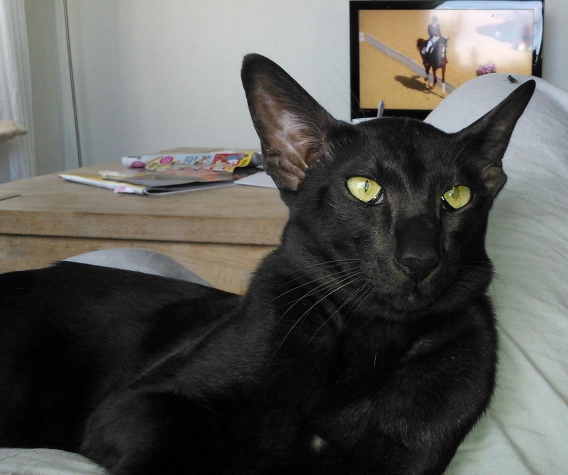 Orientaler Mercurys Black Shadow billede 14