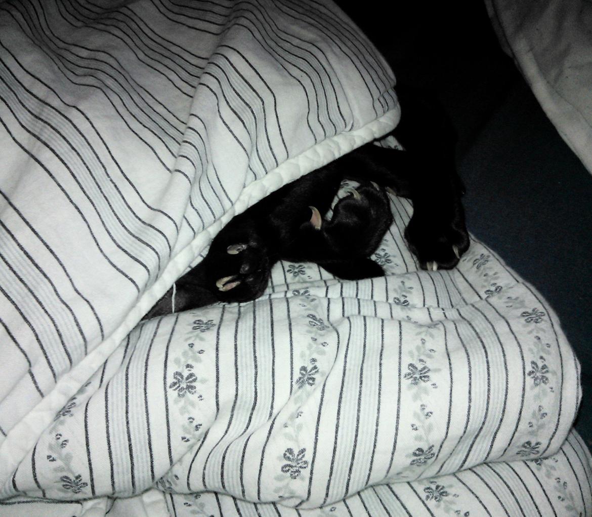 Orientaler Mercurys Black Shadow billede 15