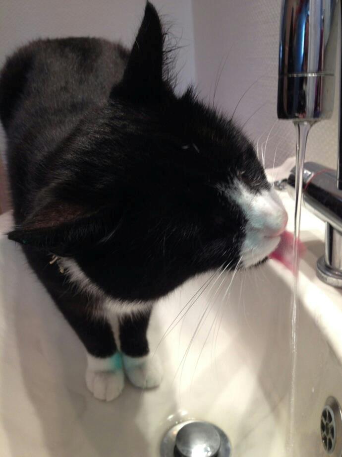 Huskat Jensen - Frisk vand smager bare bedst :) billede 6