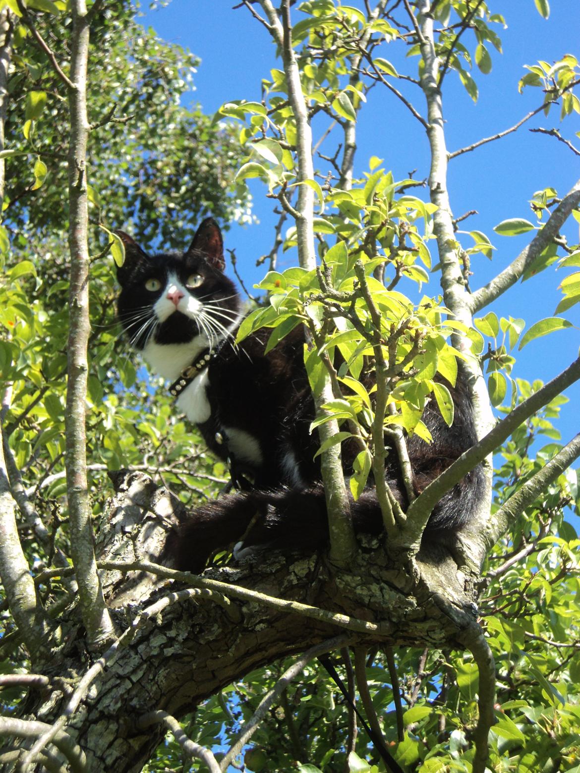 Huskat Jensen - Jeg holder vagt :) billede 7