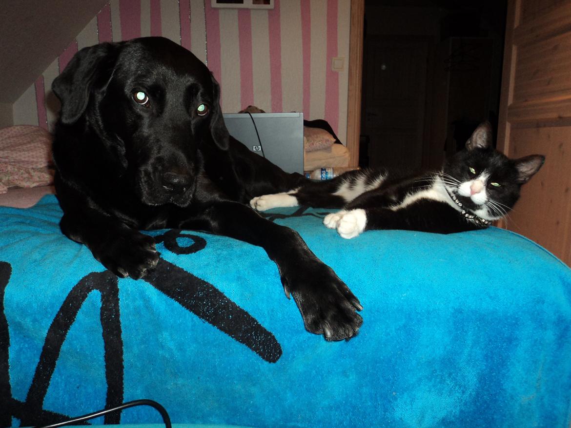 Huskat Jensen - Min store bror Balder & jeg i vores seng <3  billede 8