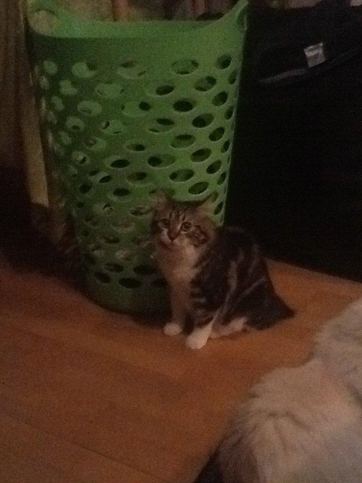 Kurilean Bobtail Nala billede 2