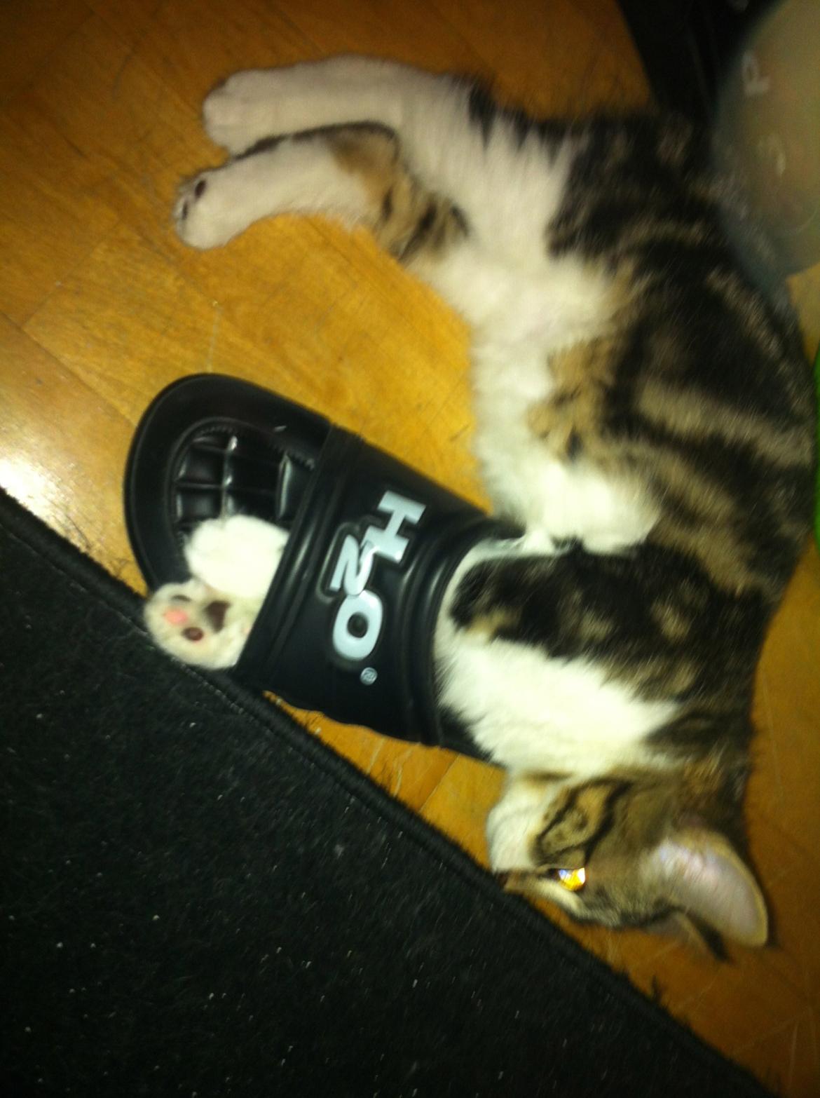 Kurilean Bobtail Nala billede 3