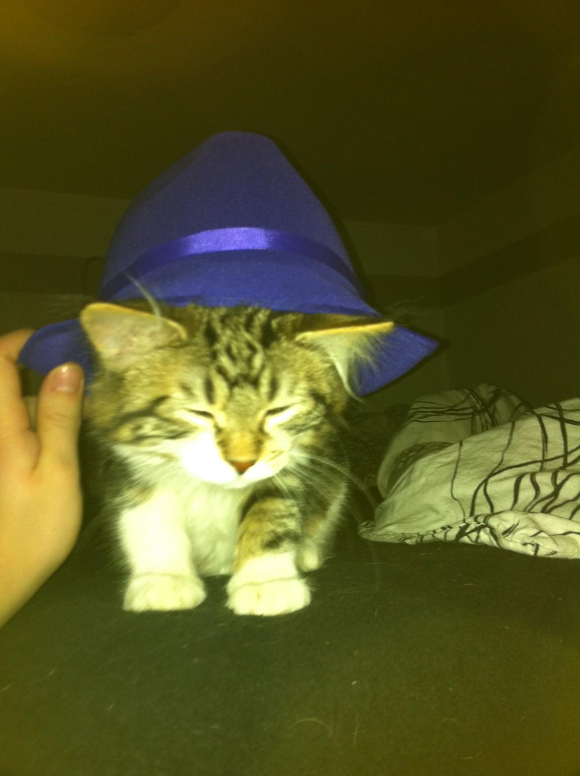 Kurilean Bobtail Nala billede 1