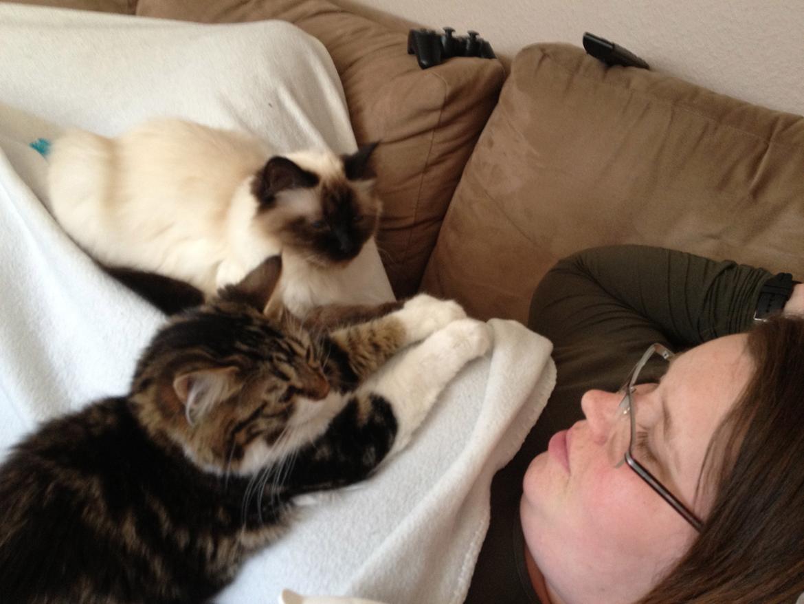 Kurilean Bobtail Nala billede 4