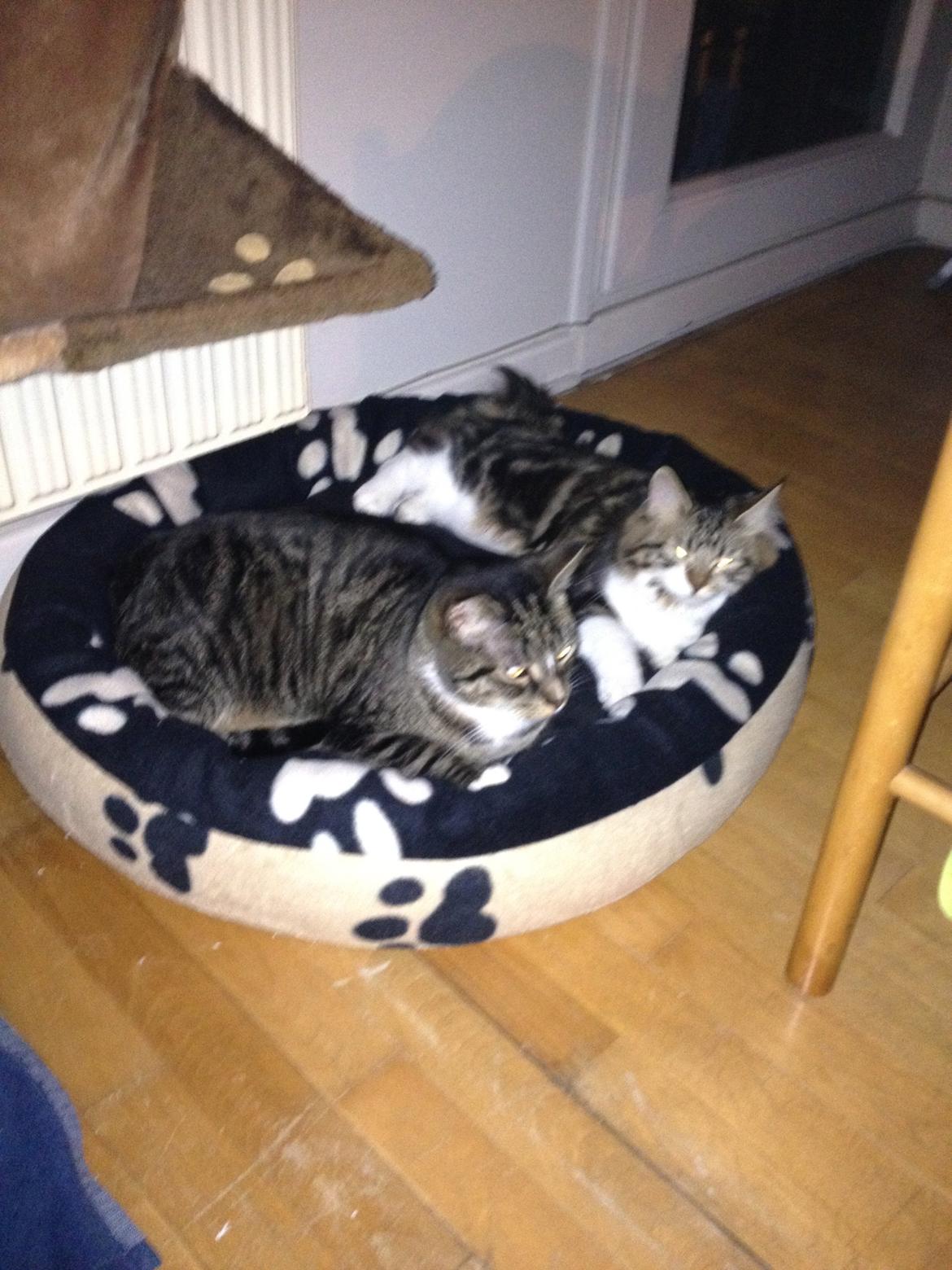 Kurilean Bobtail Nala billede 5