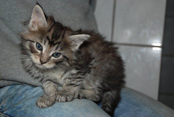 Maine Coon Tom billede 1