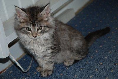 Maine Coon Tom billede 3