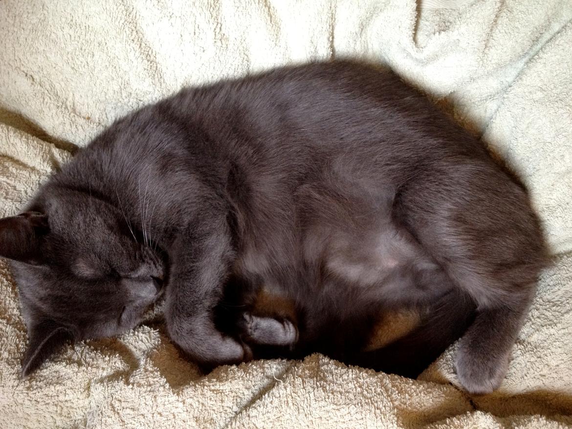 Huskat Mille billede 1