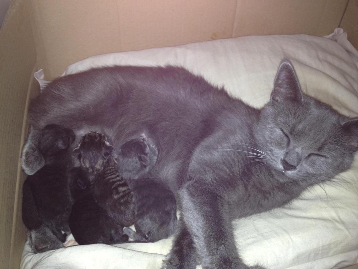 Huskat Mille billede 2