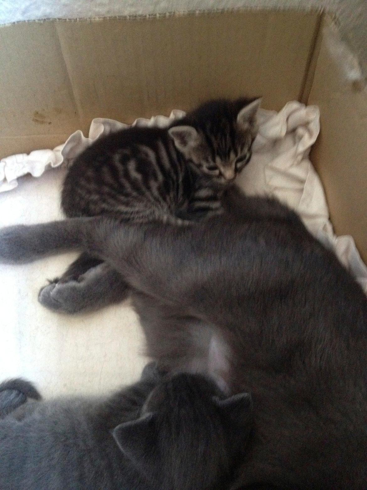 Huskat Mille billede 3