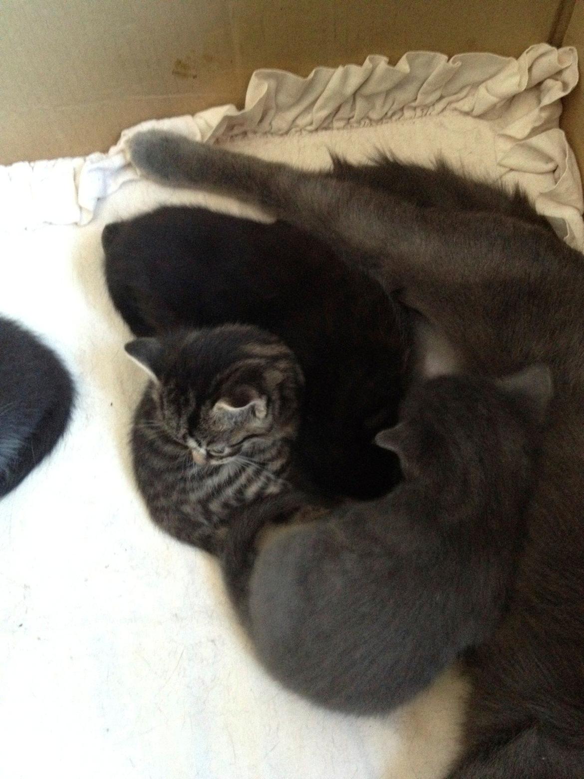 Huskat Mille billede 4