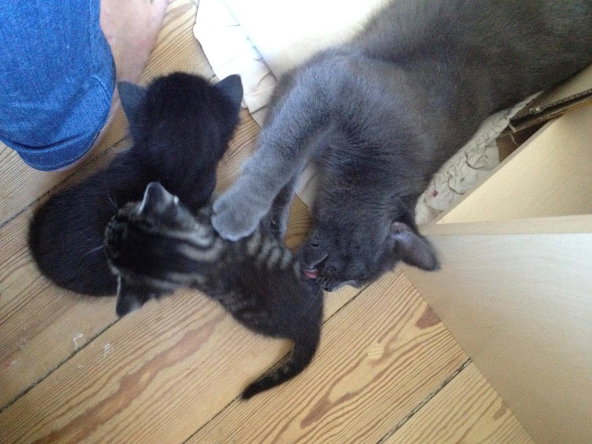 Huskat Mille billede 5