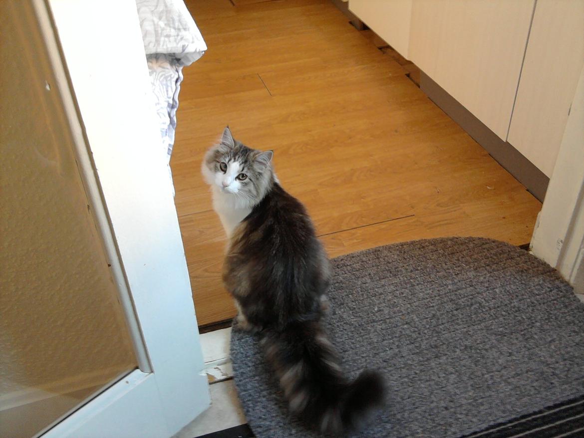 Norsk Skovkat LEDA billede 20